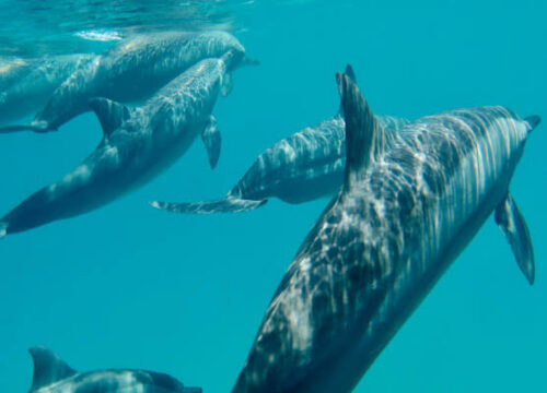 Dolphin Show Hurghada