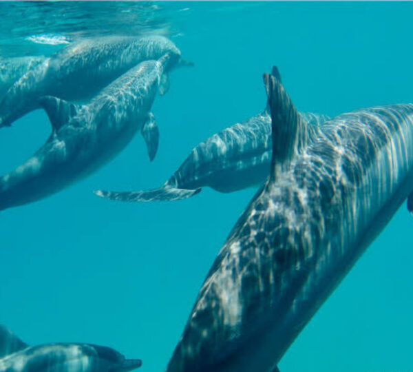 Dolphin Show Hurghada